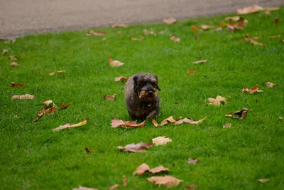 DSC_0473 (Large).JPG